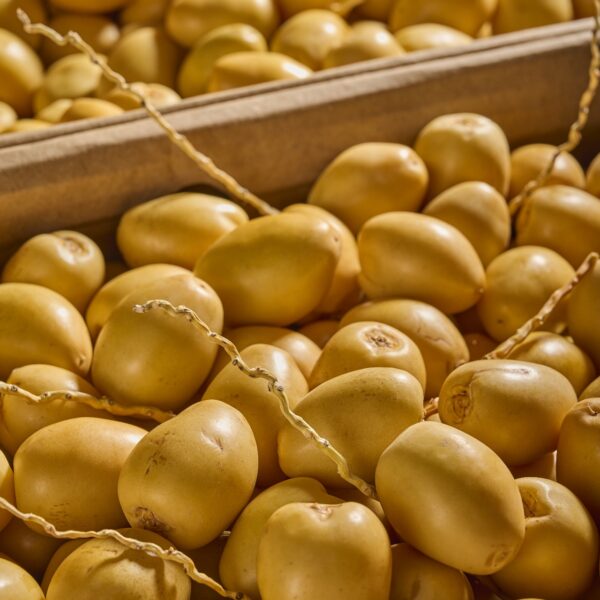 Januba Barhi Dates (3000 gm) - Image 3